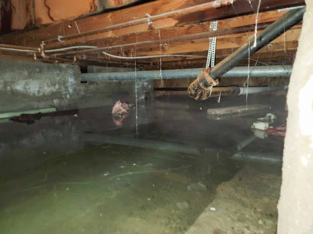 Best Flood restoration services  in Central Park, WA